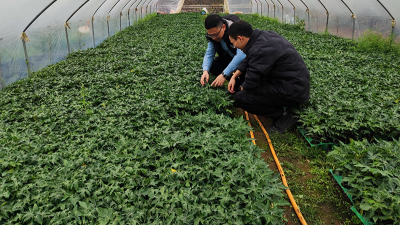 木瓜种植季——人生就是博-尊龙凯时源头守护品质，铸就酶好未来